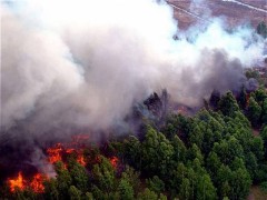 Прогнозируются лесные пожары