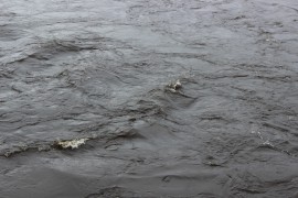 Река Бира в 11.51 7 сентября (4)