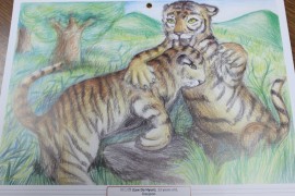 Юные художники Биробиджана приняли участие в издании тигриного календаря (9)
