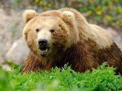 Второго медведя пришлось застрелить в Смидовичском районе