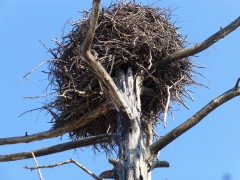 Гнездо аиста