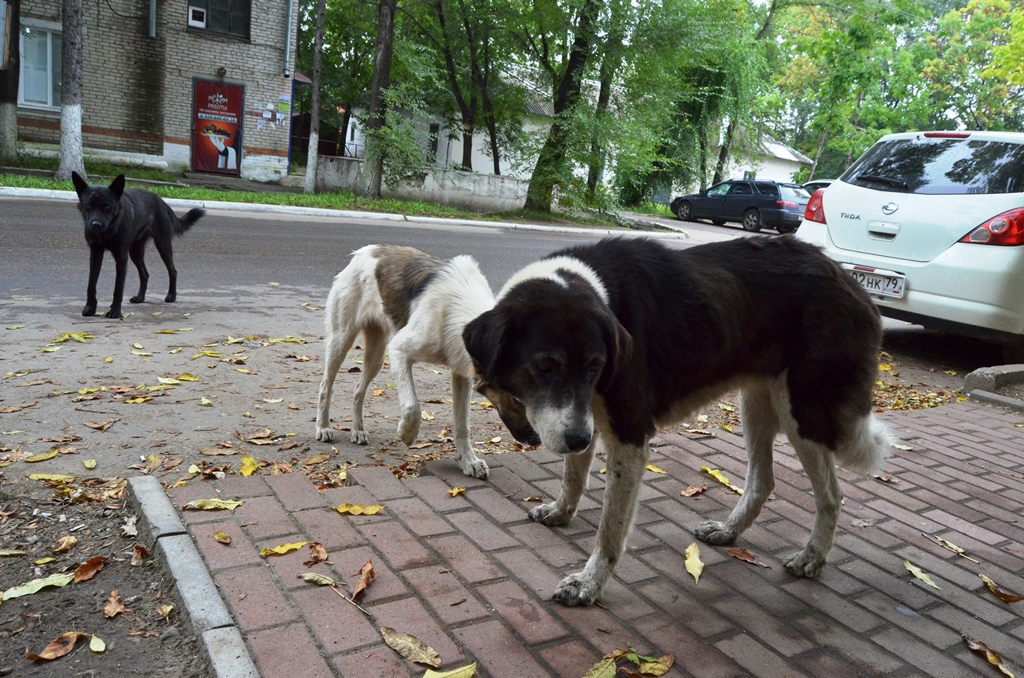 Собака подбирает все на улице. Собака на улице. Бездомные собаки на улице. Бродячие собаки. Большая собака на улице.