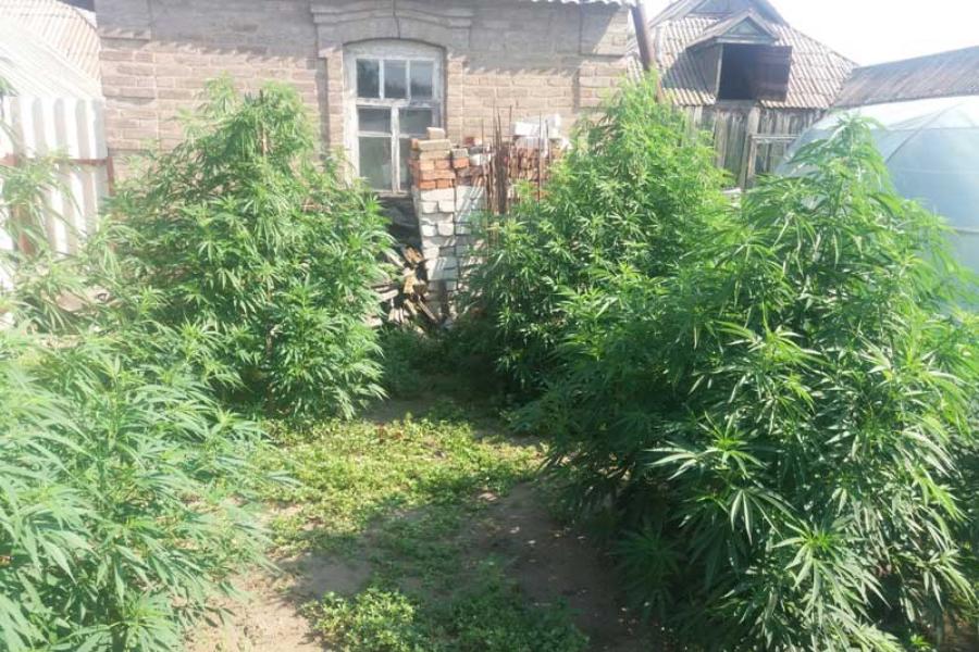 Выращивание конопли костромская область я люблю марихуану