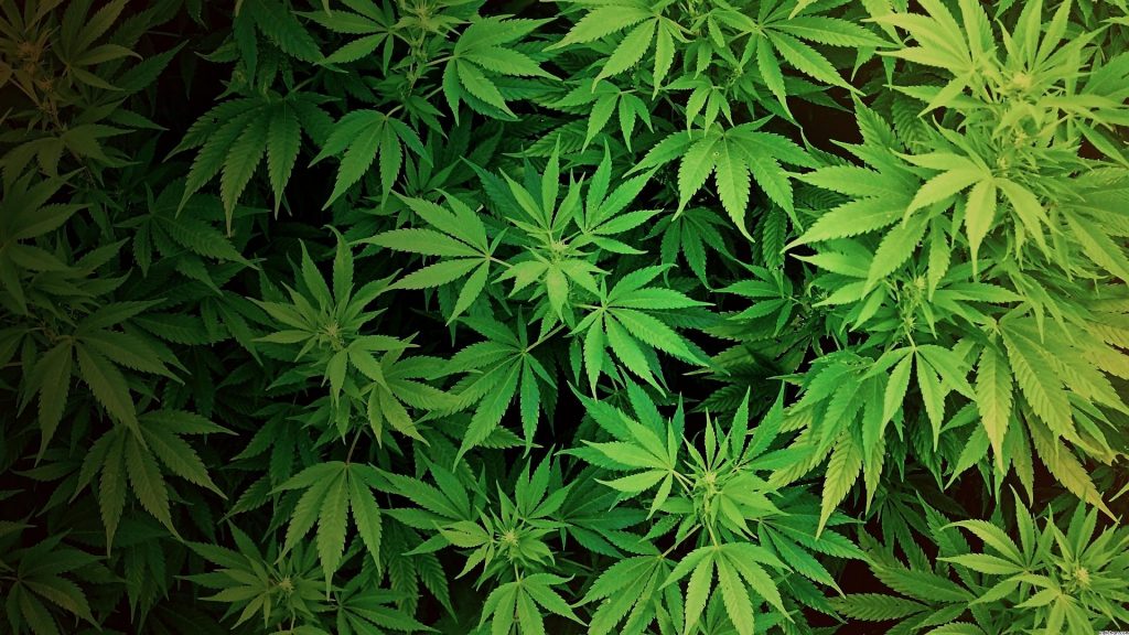 Семена конопли радио что нужно для легализации марихуаны