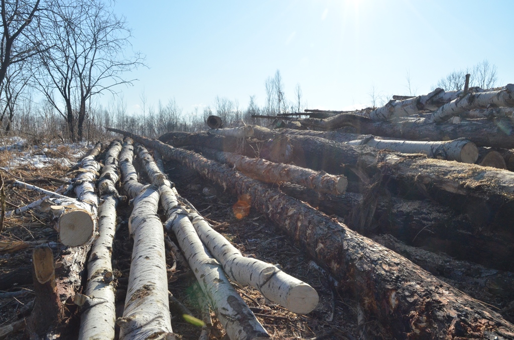 На полмиллиона рублей незаконно нарубили лиственниц и берёз в Кульдурском лесничестве ЕАО