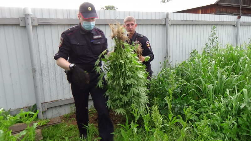 Политик выращивал своем саду марихуану чем лучше удобрять марихуану