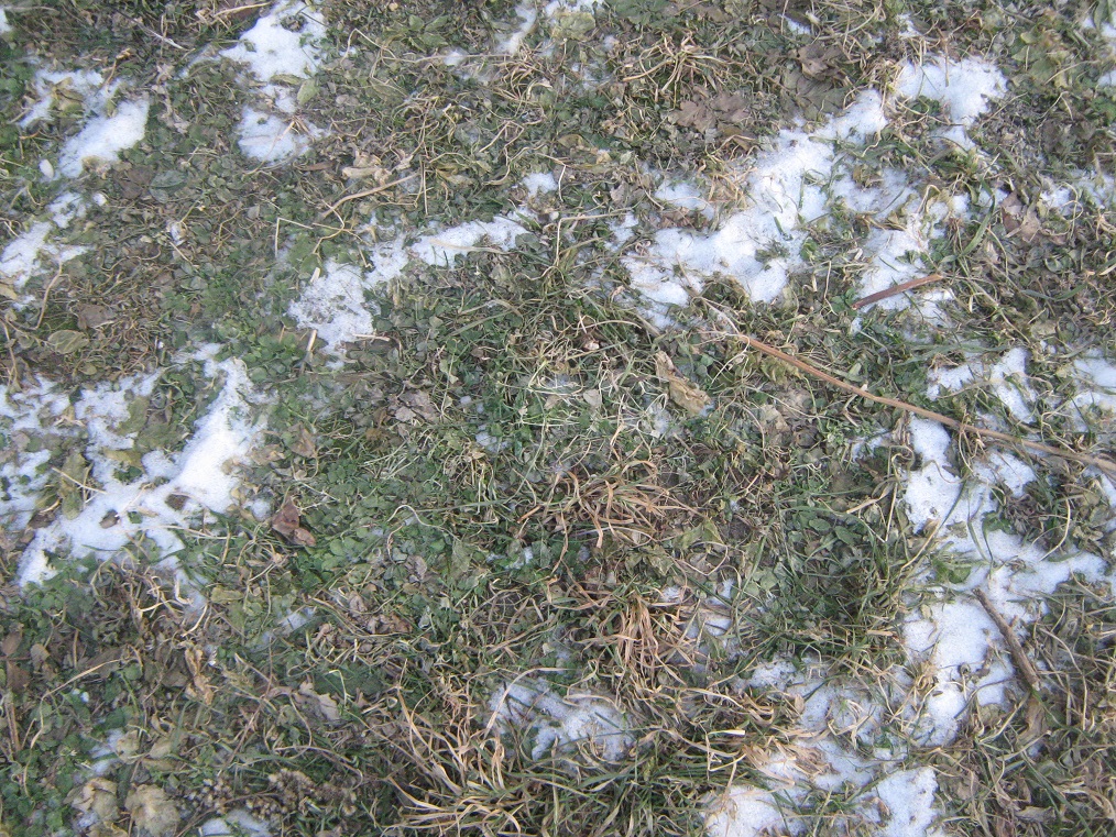 22 мая травы выросло. Спутанность травы зимой. Трава растущая из снега. Зеленая трава в декабре в Барнауле.