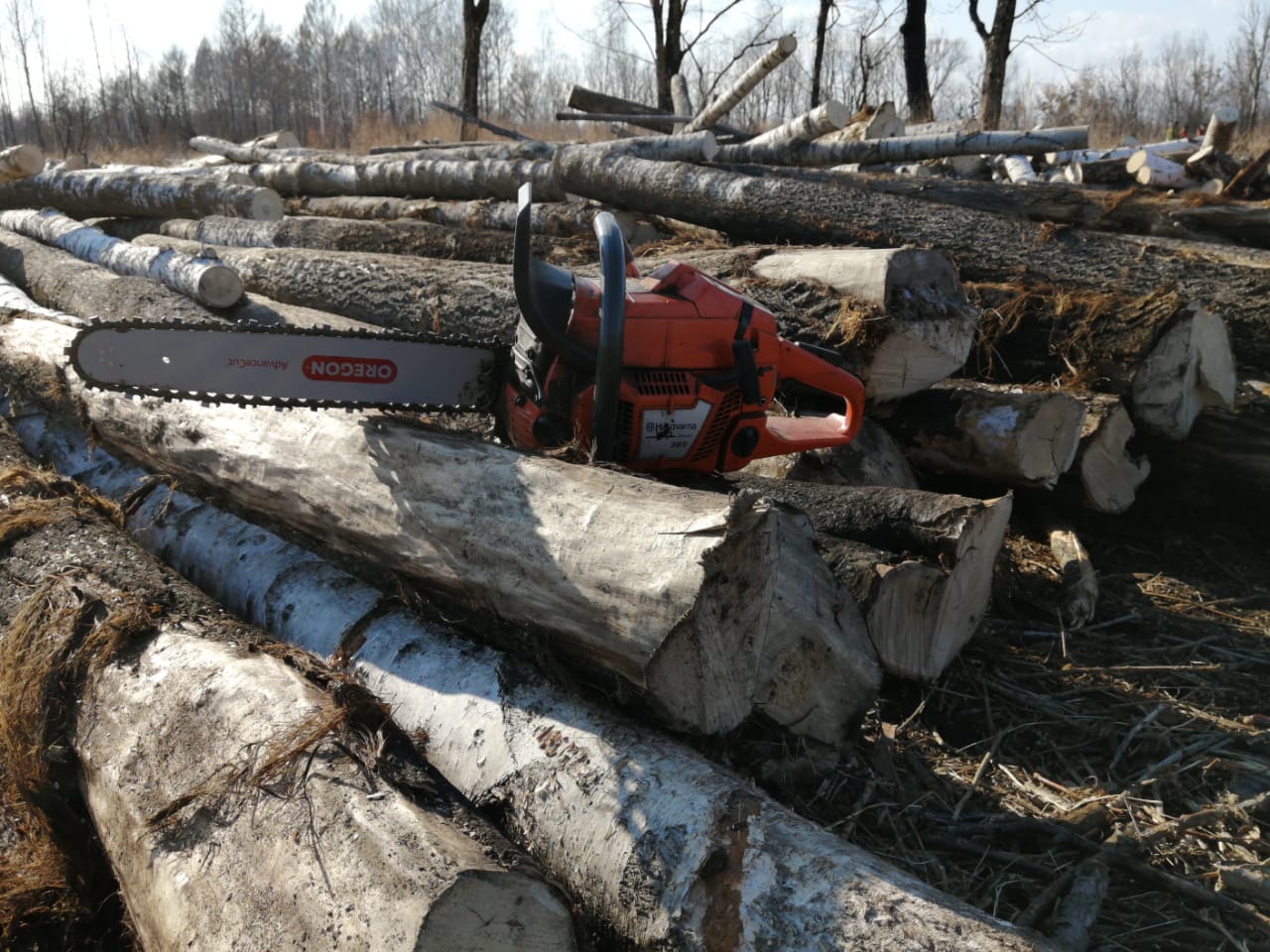На полмиллиона рублей нарубили лиственниц чёрные лесорубы в Облученском районе ЕАО