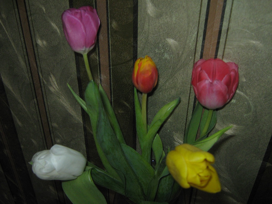 Обрезать ли тюльпаны. Раскроются ли тюльпаны покупные ?. Обычные цветы в Биробиджане растут. Как ухаживать за магазинным тюльпаном.