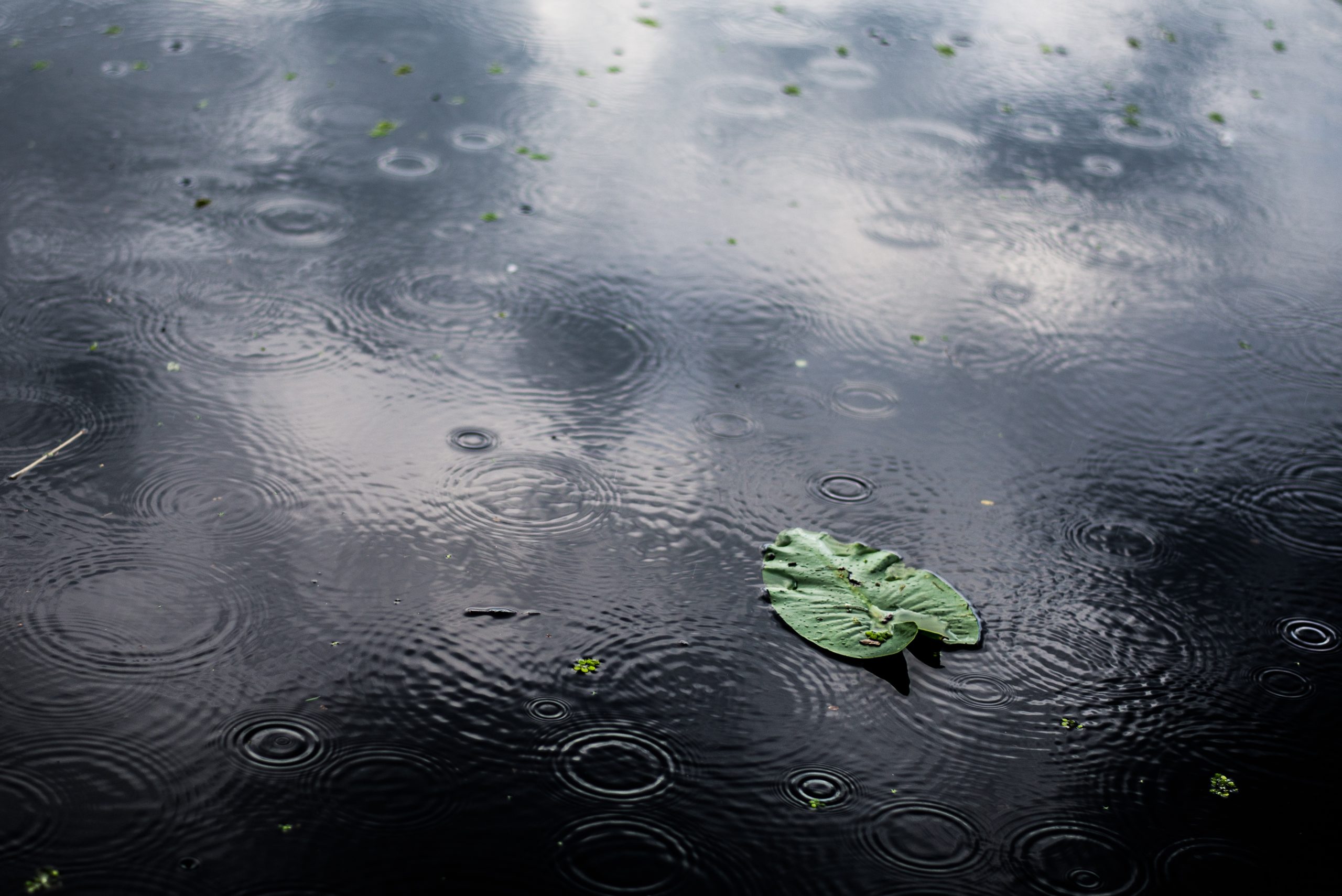 Дожди не уйдут с территории области  прогноз погоды в ЕАО на 24 июня