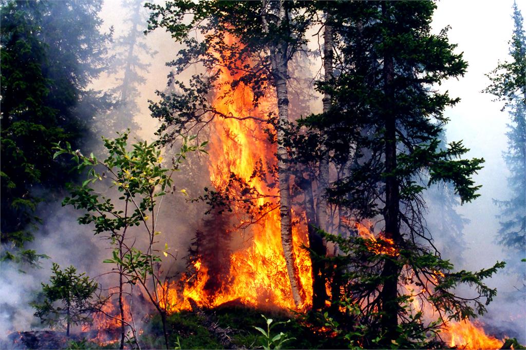 Сотрудники Лесоохраны ЕАО помогают бороться с лесными пожарами в Хабаровском крае