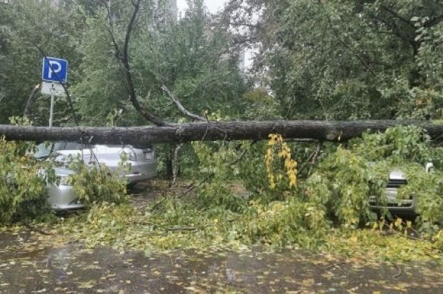 Упавшие во время тайфуна деревья помяли автомобили жителей Хабаровска