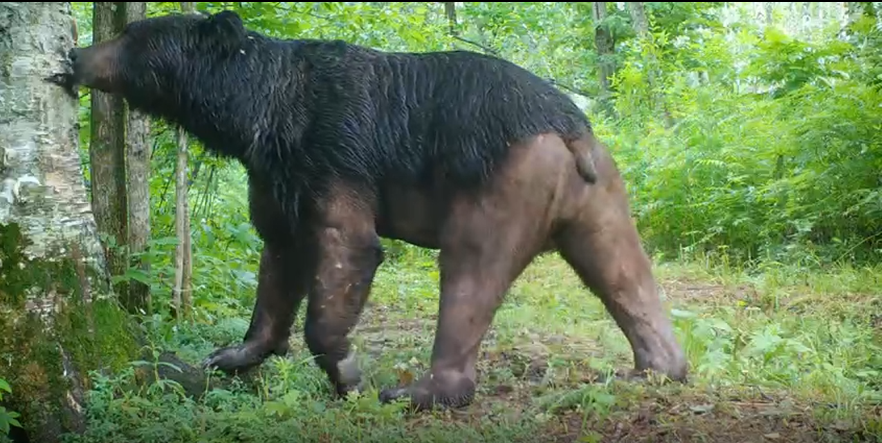 Медведь без штанов несколько лет живет в лесах Хабаровского края
