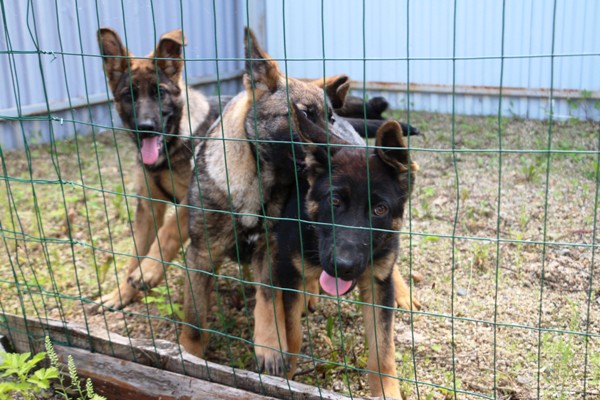В обеспечении правопорядка в учреждениях УИС ЕАО участвуют специалисты-кинологи со служебными собаками