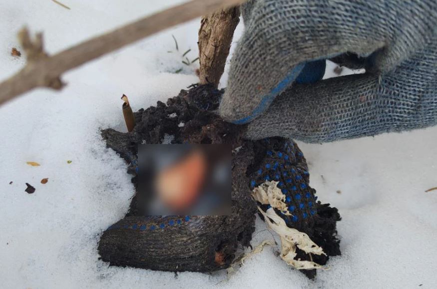 Растерзанного человека и окровавленную одежду нашли в Хабаровском крае (18)