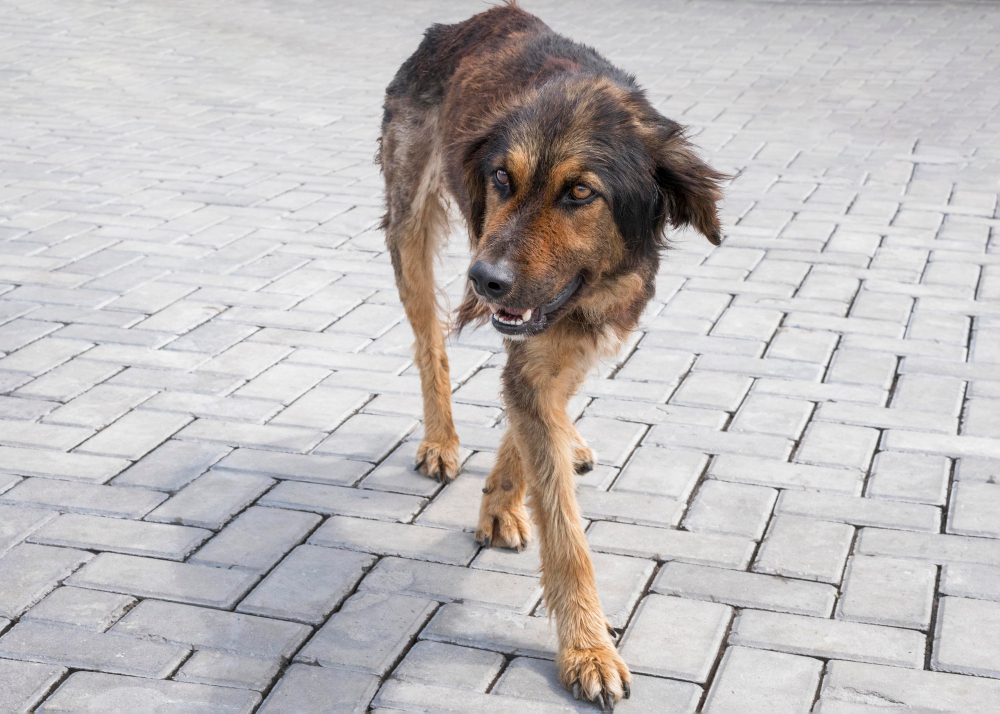 Более 200 тысяч рублей взыскал суд с мэрии Биробиджана в пользу детей, на которых напала бездомная собака