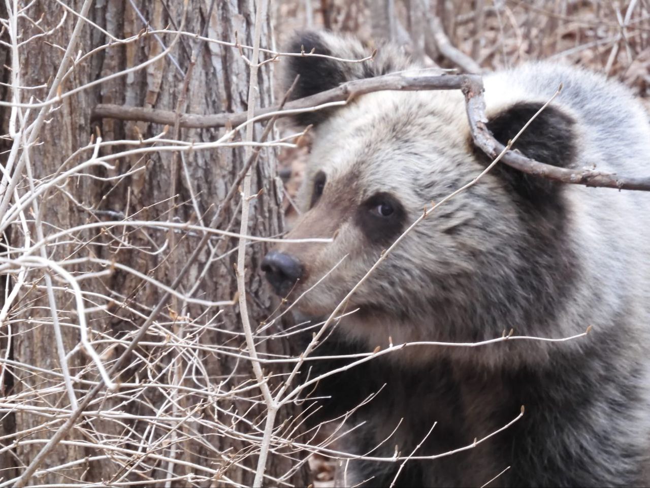Медвежонок Бастак, отловленный в ЕАО, пробудился из зимней спячки в Приморье