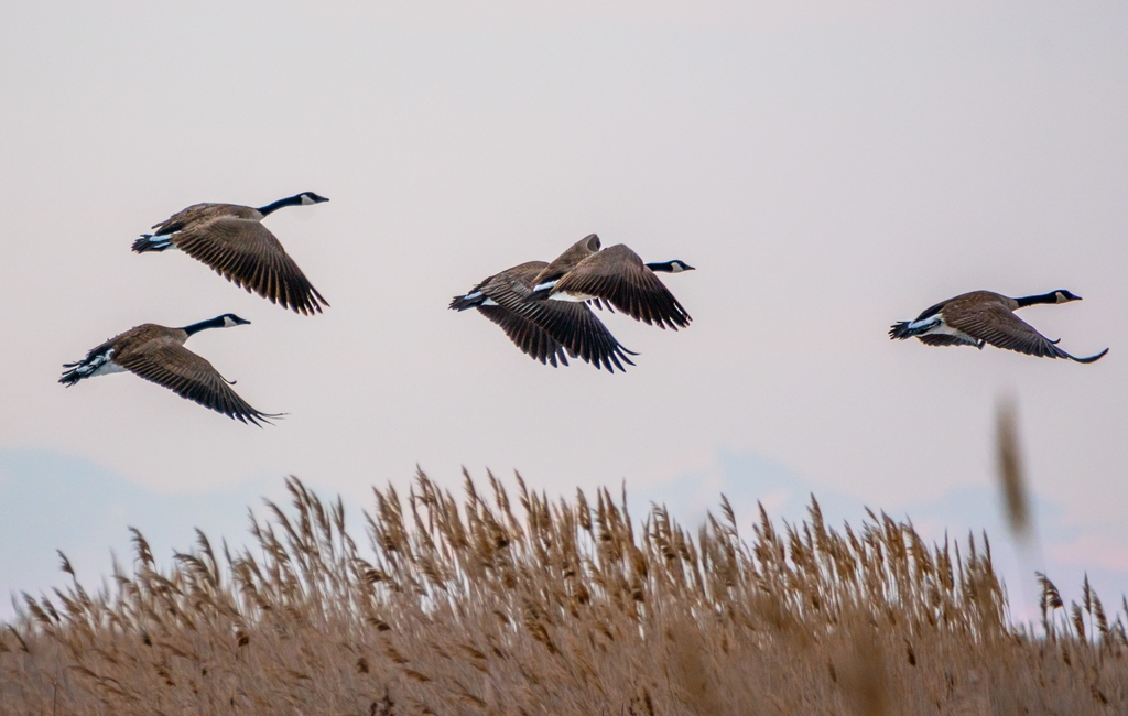 Весенняя охота на птицу перелетела на северо-запад вслед за птицей в ЕАО