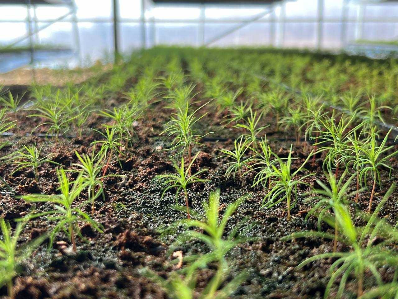 Резидент ТОР в ЕАО создаст питомник по выращиванию посадочного материала лесных культур