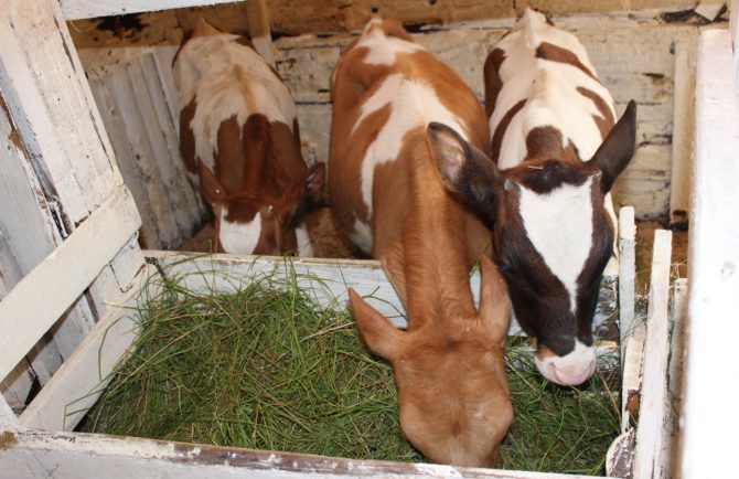 Карантин по лейкозу крупного рогатого скота отменён ещё в одном хозяйстве ЕАО
